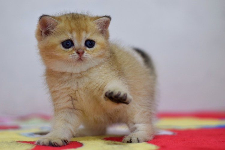 Шотландская Золотая шиншилла