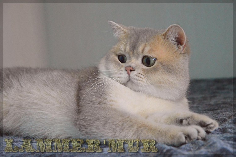 Черная Золотая шиншилла британец