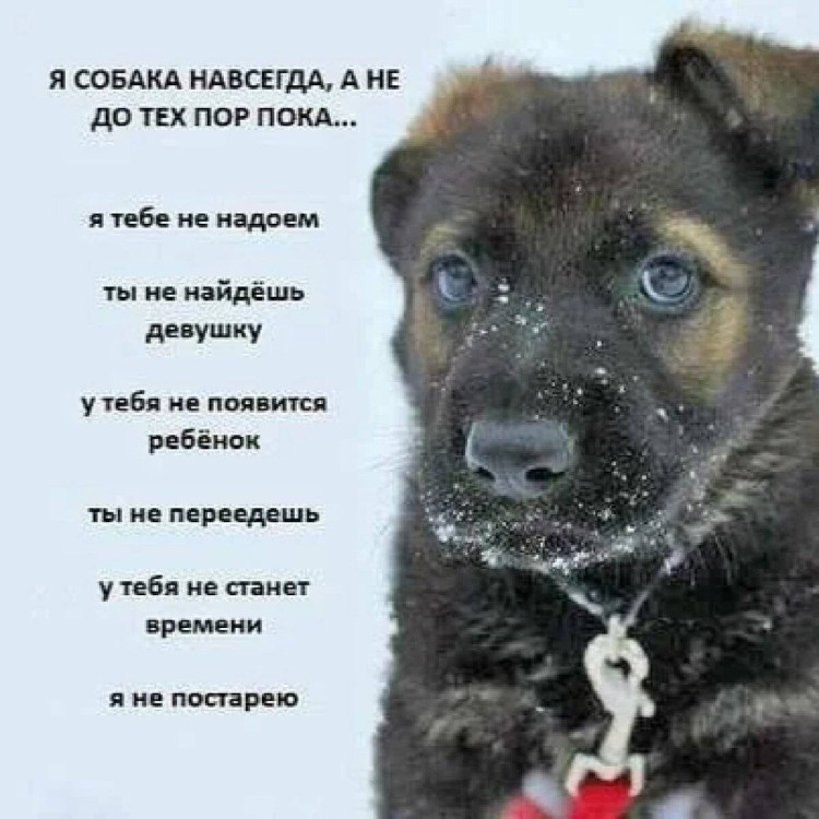 Карликовый пинчер коричневый щенок