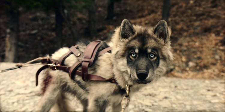 Того хаски фильм 2019