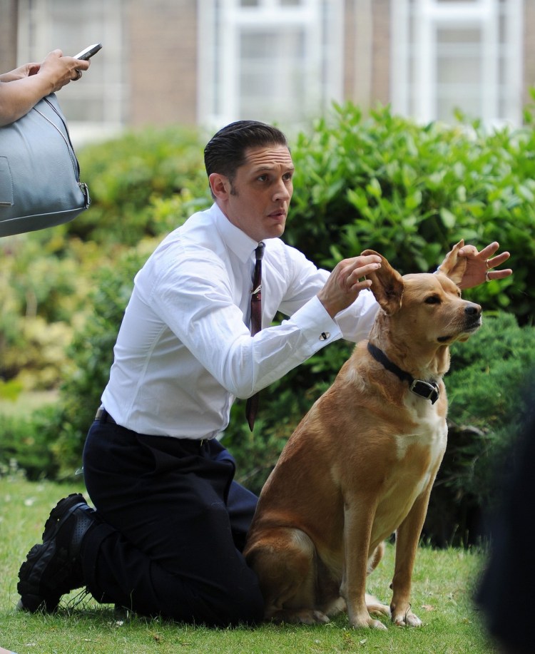 Смешные собаки