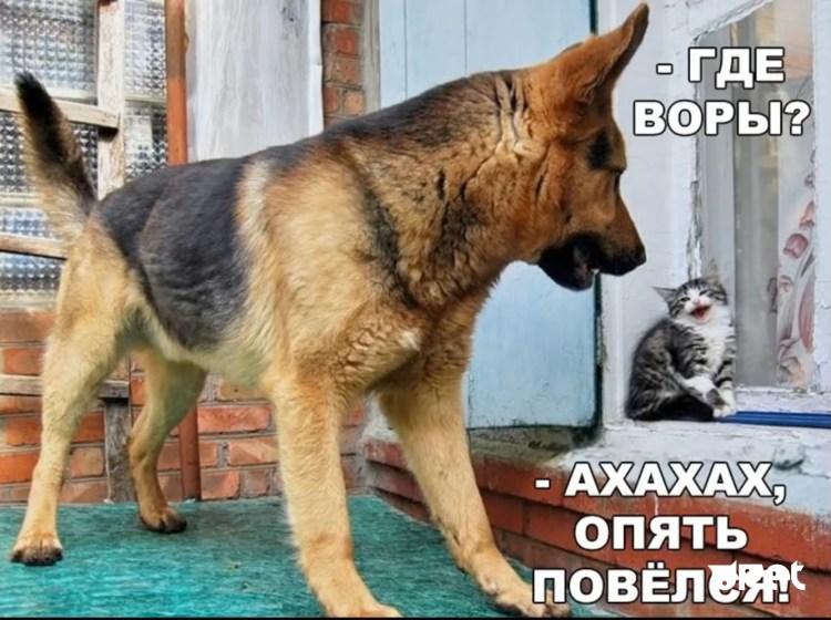 Жирные собаки