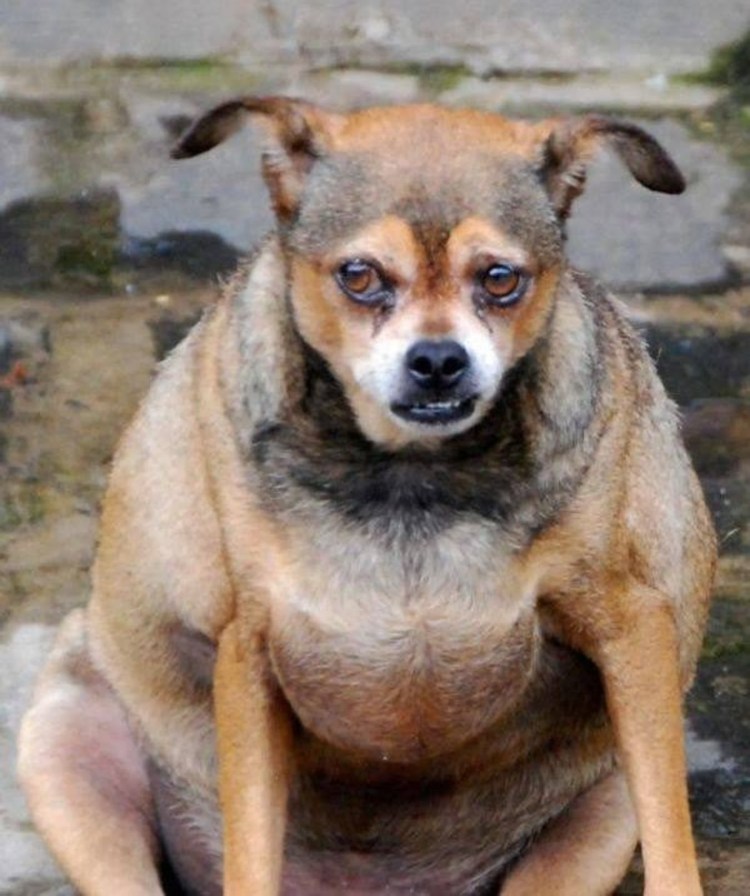 Ном Аляска Балто