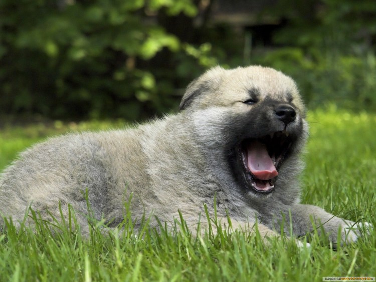 Том Харди с собакой