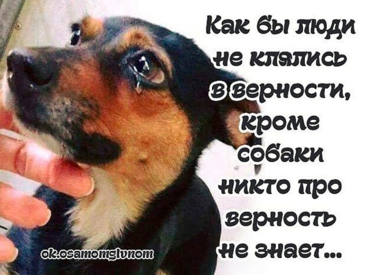 Той терьер пудель