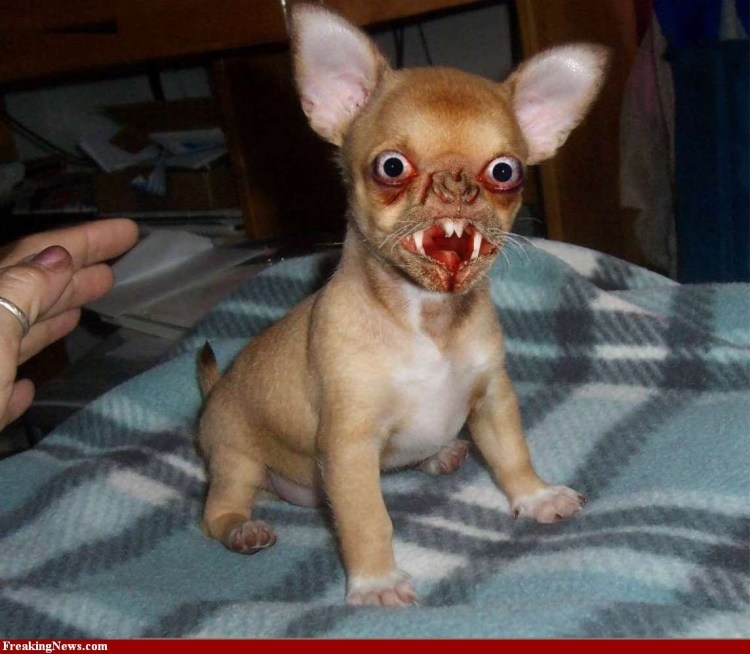 Тойтерьеры черно подпалый