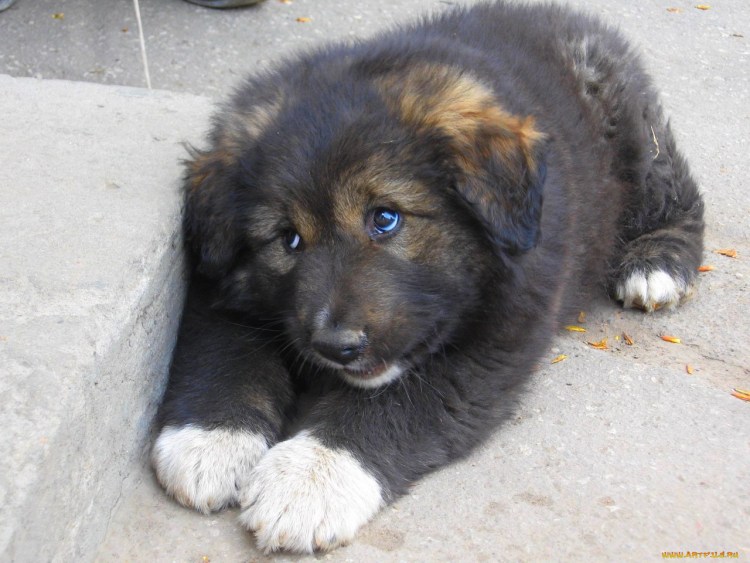 Том Харди с собакой