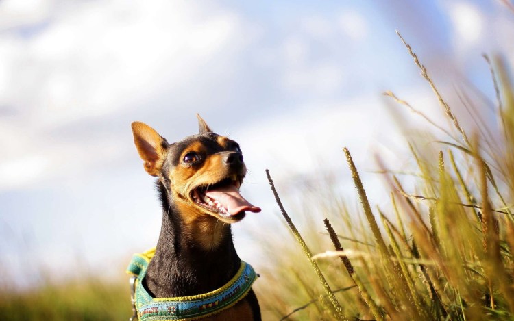 Собаки которые кусаются