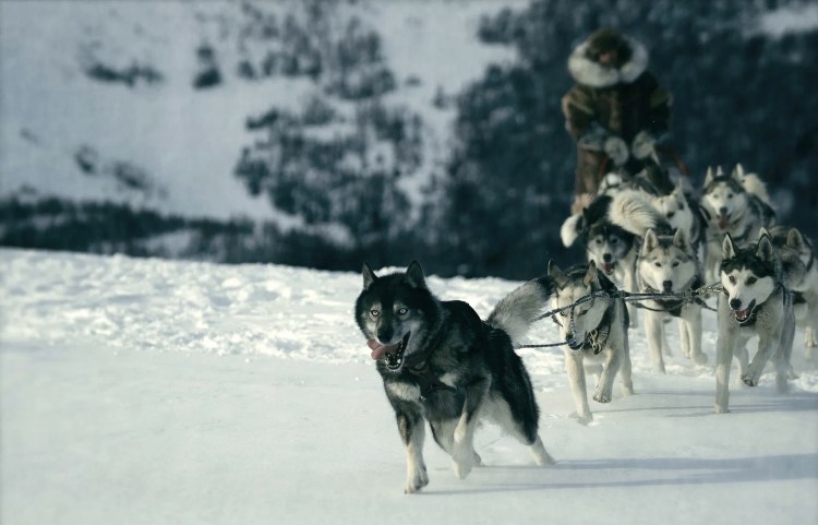 Русский той-терьер