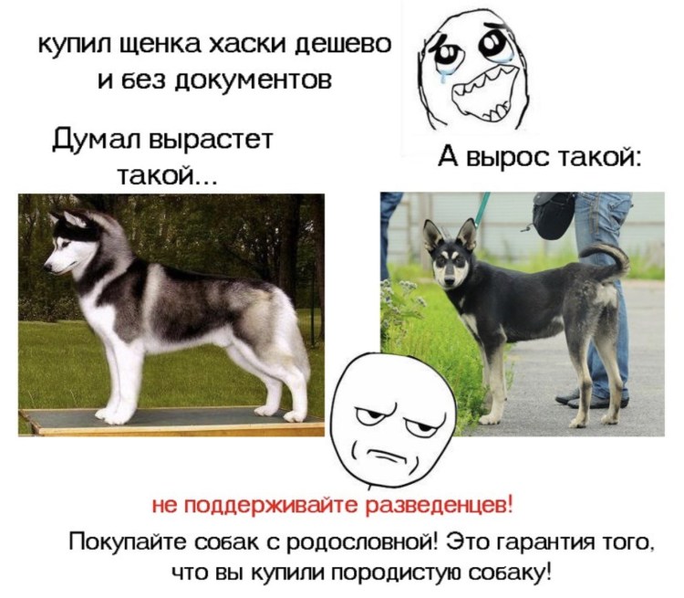 Терьер пинчер собака