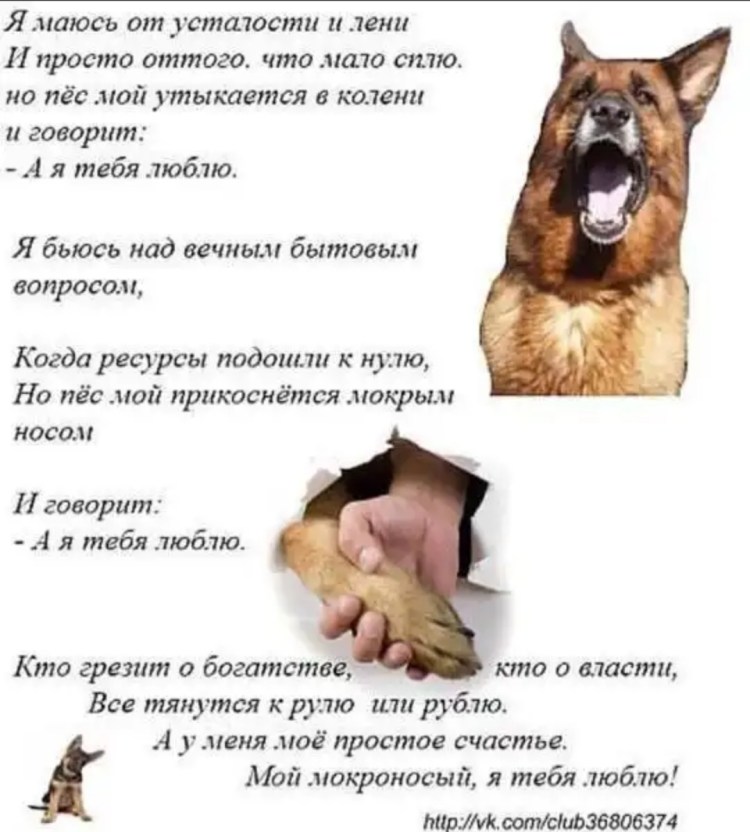 Датский дог и чихуахуа