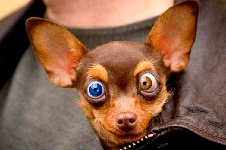 Картинки приколы