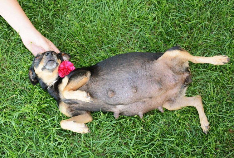 Щенки овчарки только родились