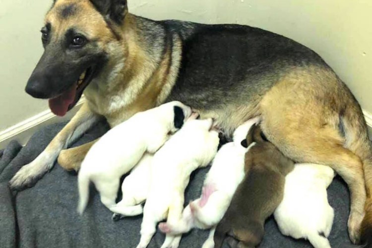 Забота о чихуахуа