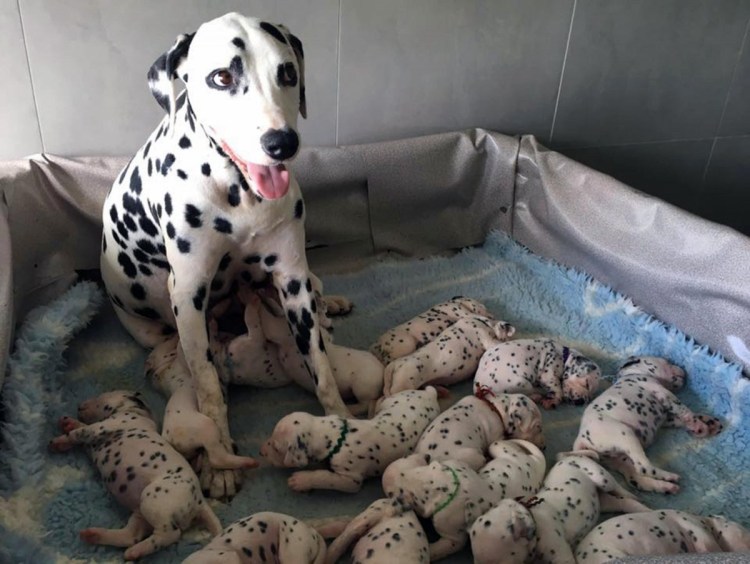 Маленькие маленькие собачки в приюте