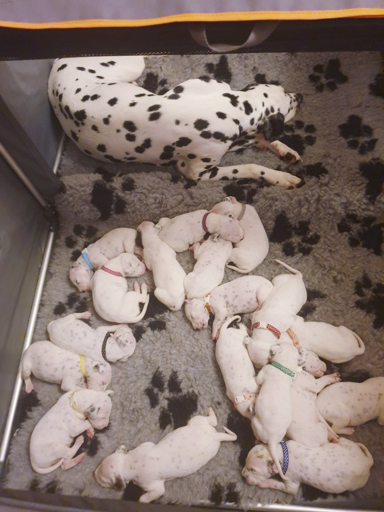 Беременный золотистый ретривер