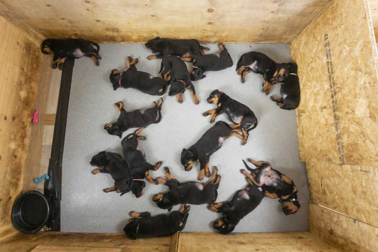 Родовспоможение Среднеазиатская овчарка