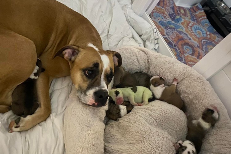 Лабрадор Гринч