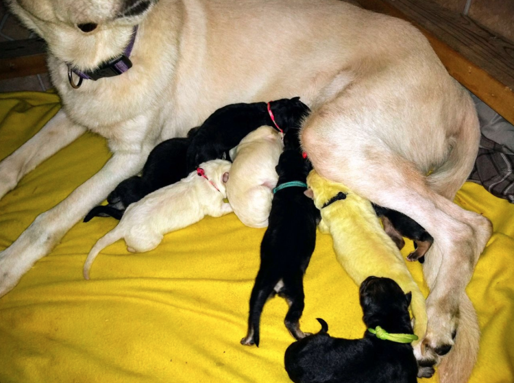 Беременная собака рожает