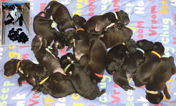 Маламут Новорожденные щенки