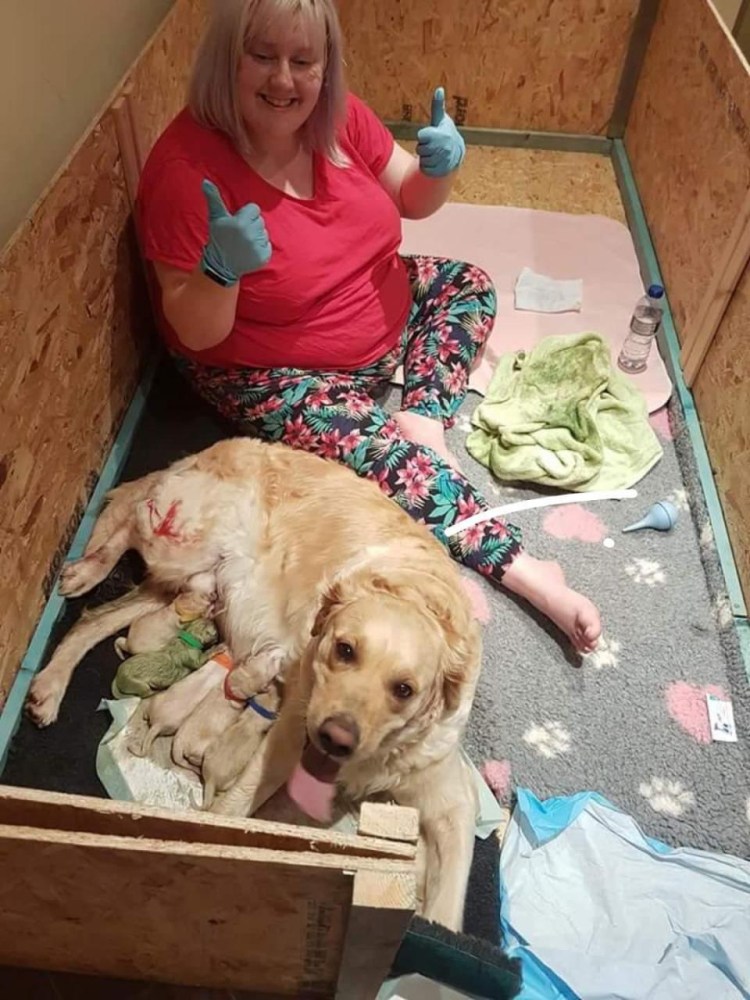 Гнездо для собак для родов