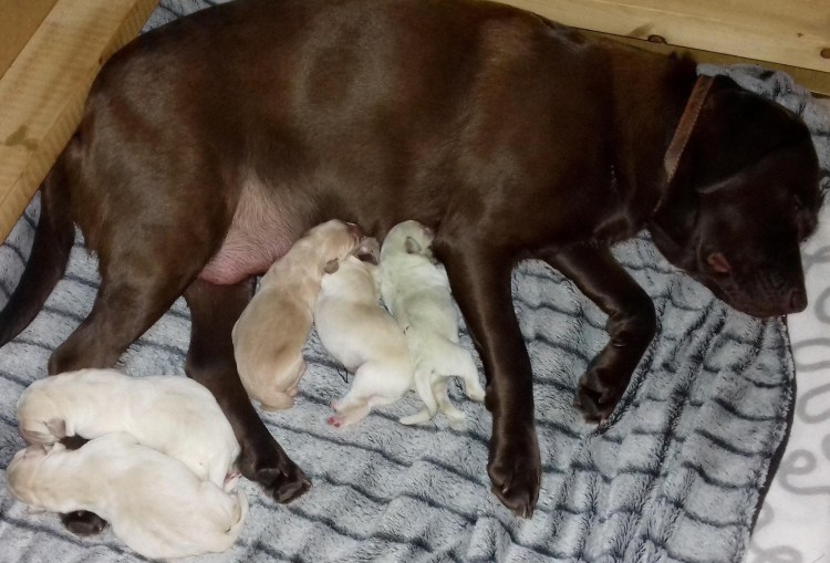 Беременная собака рожает