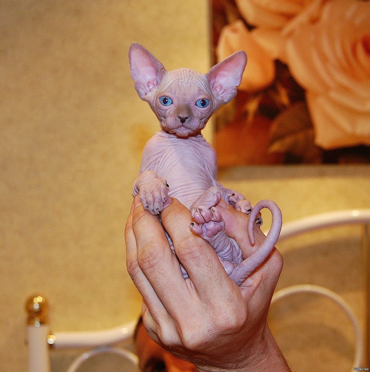 Сфинкс приколы