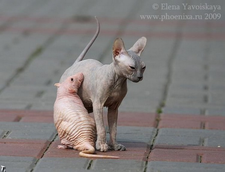 Кошка в стиральной машине