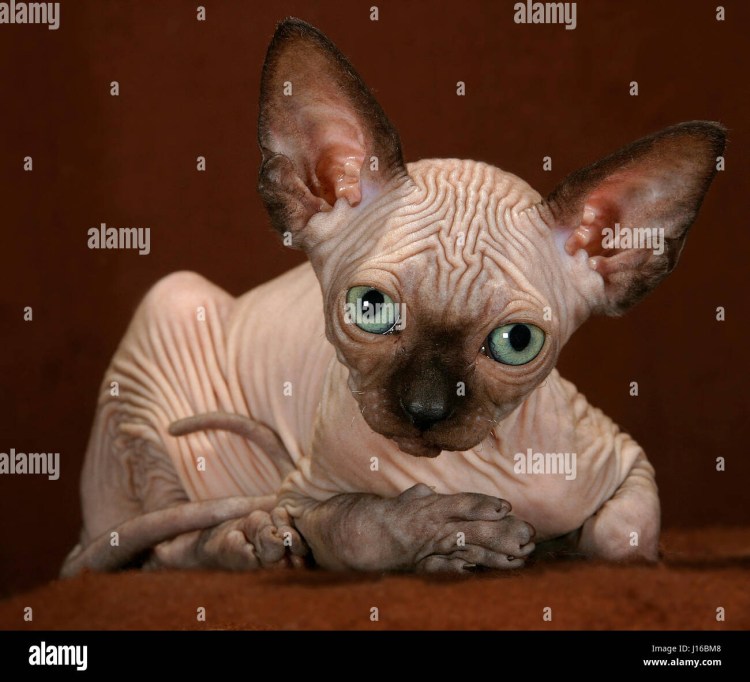 Кошка инопланетянка сфинкс