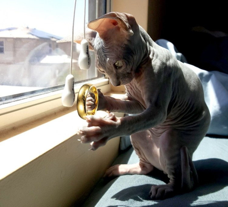 Лысый кот на батарее