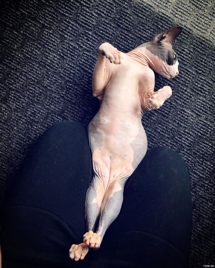 Пушистый канадский сфинкс