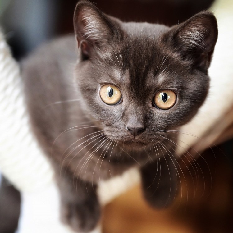 Британец с коричневыми глазами