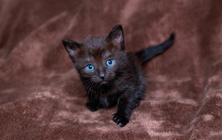 Черный котенок