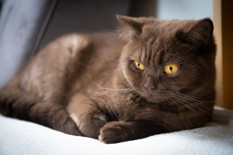 British Shorthair коричневые