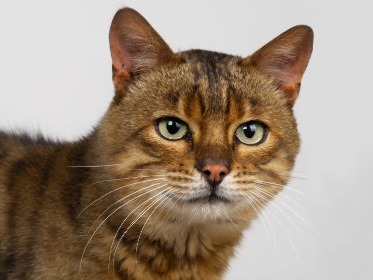 Цейлонская порода кошек