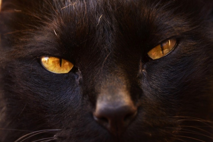 Морда взгляд домашних животных