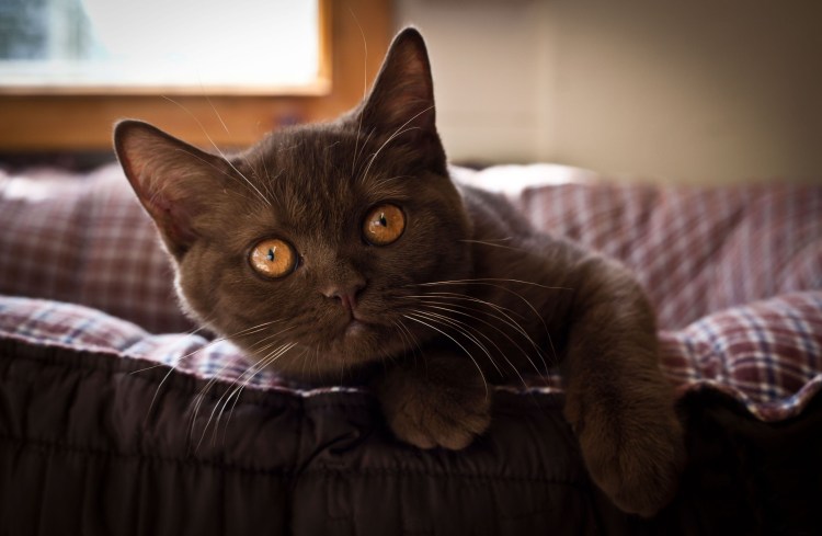 Коричневые коты