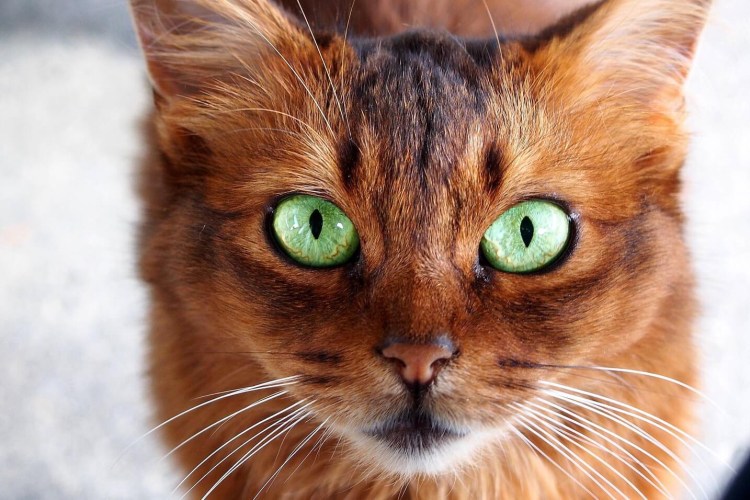 Рыжая кошка
