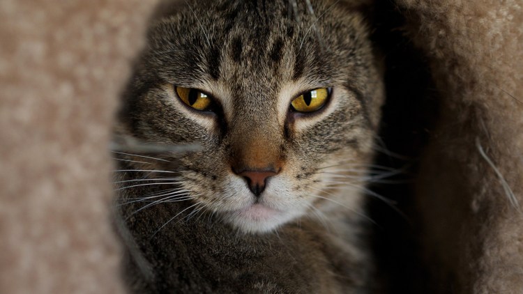 Кот с коричневыми глазами