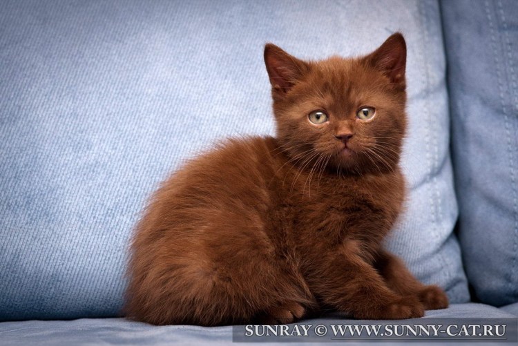 Британцы рыже коричневые