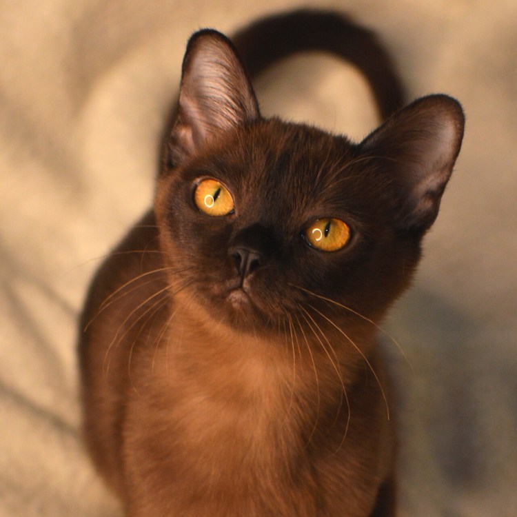 Американская Бурма