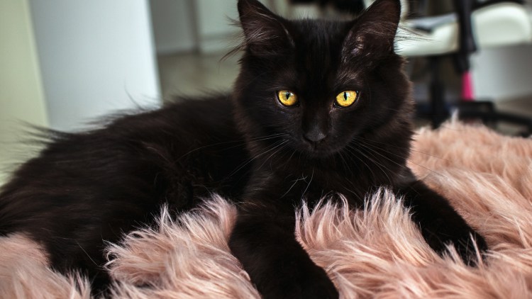 Черный пушистый кот порода