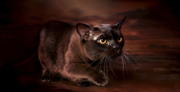 Бурманская кошка