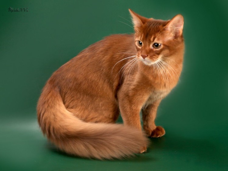 Абиссинская и Сомалийская кошка