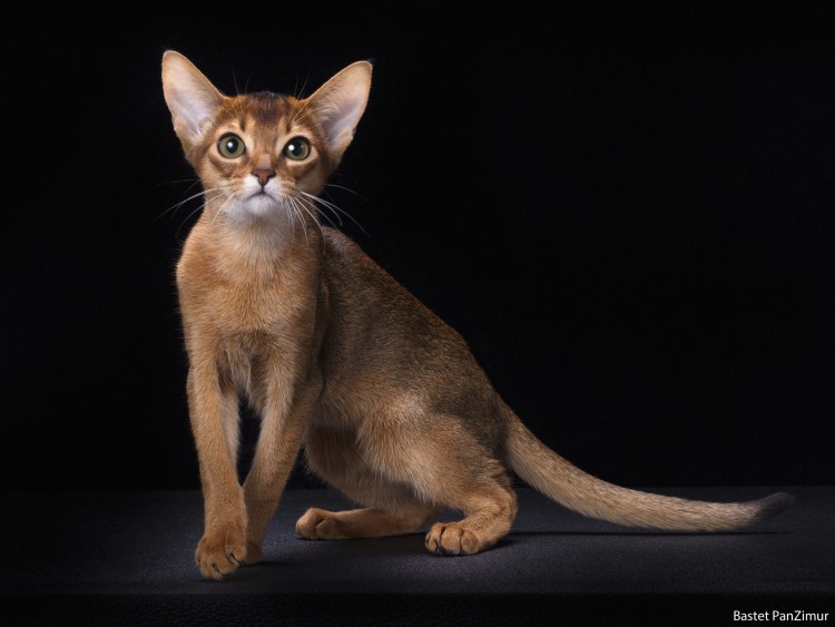 Сомалийская кошка соррель