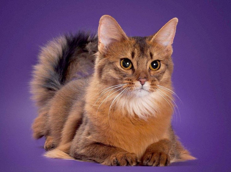 Абиссинская и Сомалийская кошка