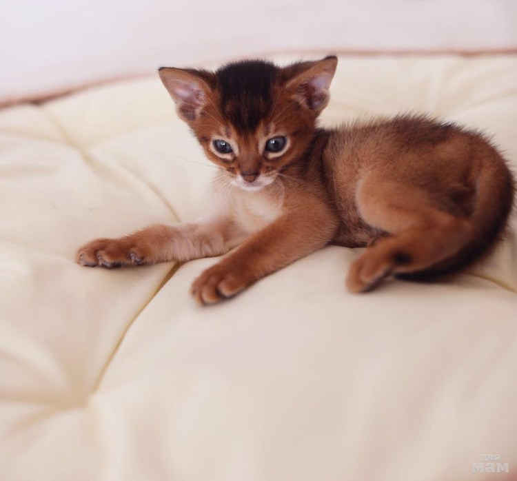 Абиссинская кошка