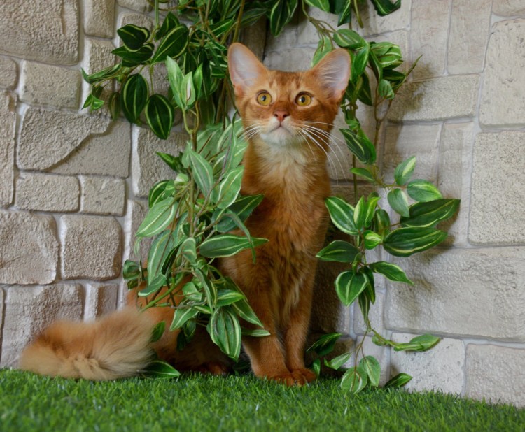 Абиссинская и Сомалийская кошка