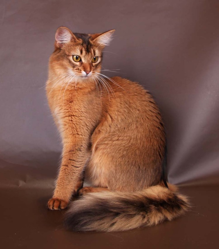 Абиссинская метис рыжий