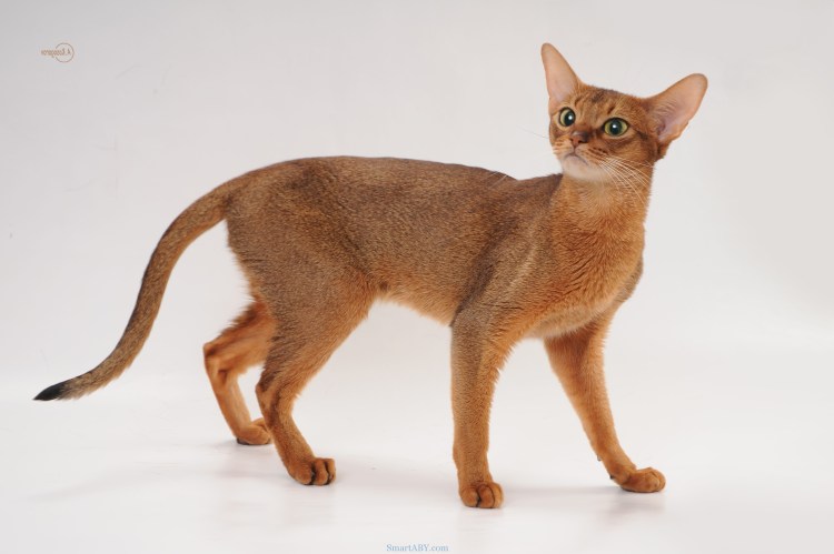 Абиссинская кошка